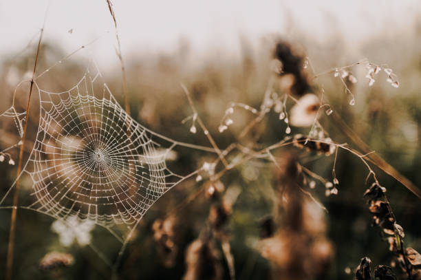 istock Sprider web. Sunrise in the field covered fogs.  Close up fragile spider web with water drops. 1314133708