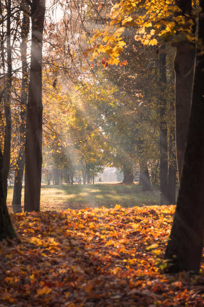 istock Beautiful autumn in the park with sun rays. 1314134561