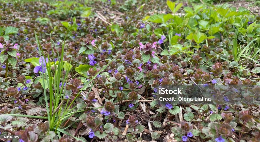 Spring flowers in the meadow. Spring grass, herbs, wildflowers in forest glade. Ground ivy Glechoma hederacea is aromatic, perennial, evergreen creeper of the mint family Lamiaceae. Forest lawn Stealth Stock Photo