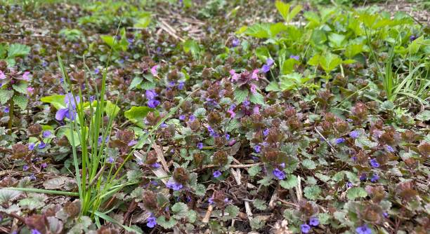 Spring flowers in the meadow. Spring grass, herbs, wildflowers in forest glade. Ground ivy Glechoma hederacea is aromatic, perennial, evergreen creeper of the mint family Lamiaceae. Forest lawn stealth stock pictures, royalty-free photos & images