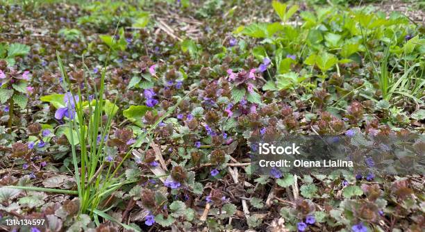 Spring Flowers In The Meadow Spring Grass Herbs Wildflowers In Forest Glade Ground Ivy Glechoma Hederacea Is Aromatic Perennial Evergreen Creeper Of The Mint Family Lamiaceae Stock Photo - Download Image Now