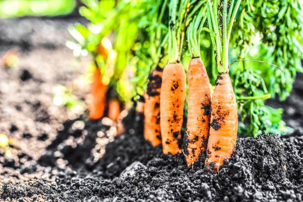 istock Close up carrots growing in soil. 1314134710