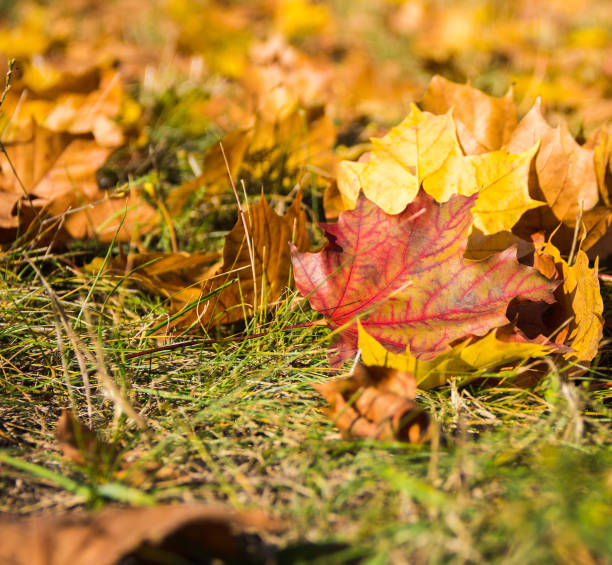 istock On the green grass are yellow and red maple leaves. 1314134788