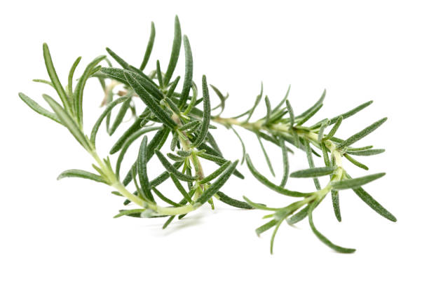 istock Branch of rosemary 1314135725