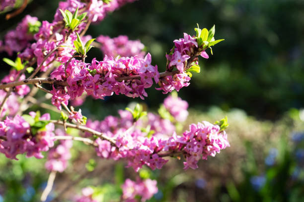 Beautiful flowering shrub Spurge laurel (Daphne mezereum), The poisonous bush wolfberry. Beautiful flowering shrub Spurge laurel (Daphne mezereum), The poisonous bush wolfberry euphorbiaceae stock pictures, royalty-free photos & images