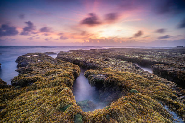 istock Moss covered rock on Bang's Reef, Phu Yen, Viet Nam 1314136817
