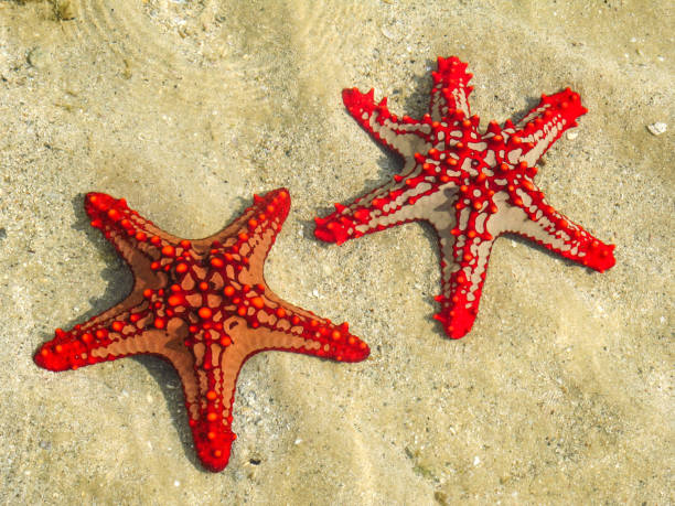 istock Two Beaded Starfish on Inhaca beach 1314137154