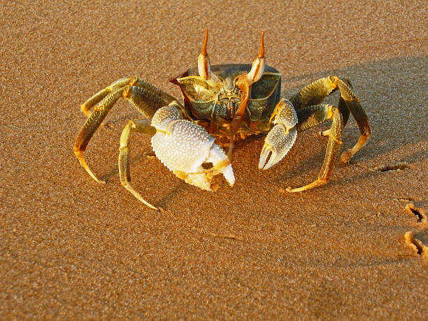 Ghost Crab (Ocypode Ceratophtalmus) Ghost Crab (Ocypode Ceratophtalmus) with sea grass, on the beach, photographed on Inhaca Island, Mozambique decapoda stock pictures, royalty-free photos & images