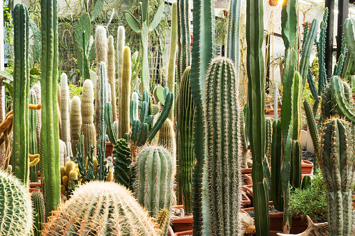 Cactuses of various types in pots in a closed greenhouse
