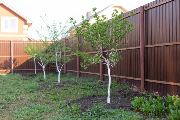 istock Village, summer and yard concept - Small garden trees. 1314138076