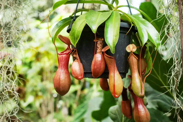 Nepenthes burkei tropical pitcher plant. They produce nectar in their leaves to catch insects
