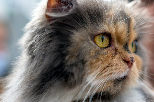 Close up of cute Persian Cat portrait with a head shot and big yellow eyes