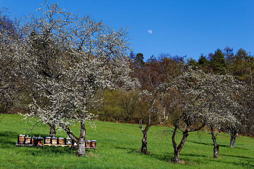 fruit trees and bee hives