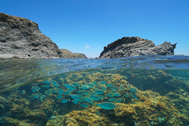 istock Mediterranean sea rocky coast fish underwater Spain 1314140779
