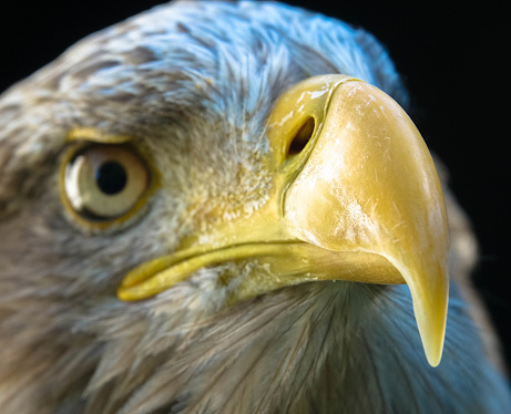 Closeup profile of American Bald Eagle with a plain out of focus background.