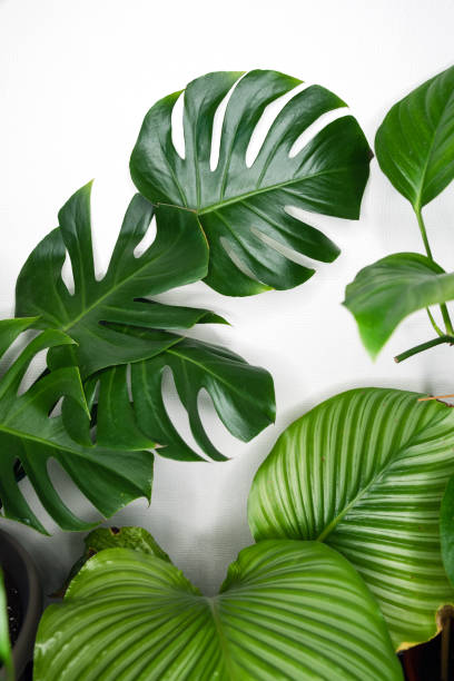 istock Home gardening houseplant background 1314141470