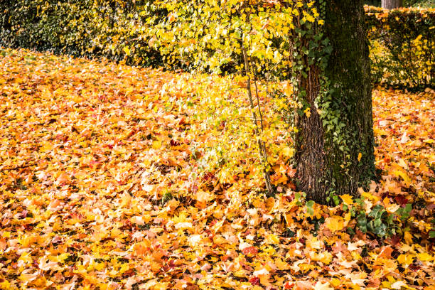 aperture 6.7, exposure 1/180 sec., ISO 200, sun visor, UV filter, focal length 63 mm,