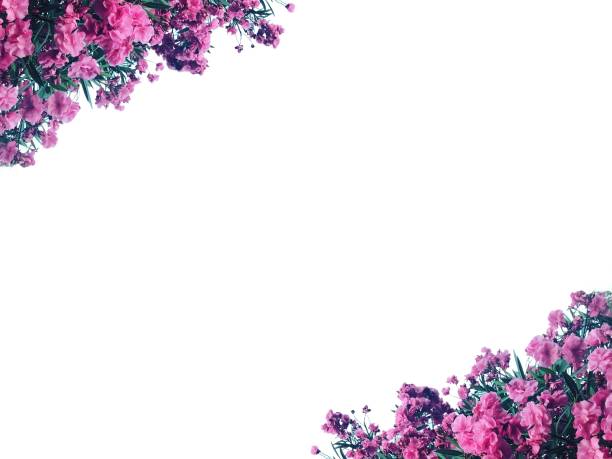istock Wallpaper of the botanical flowers. 1314146873