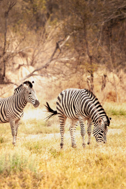 istock 2 wild zebras eating  grass 1314147235