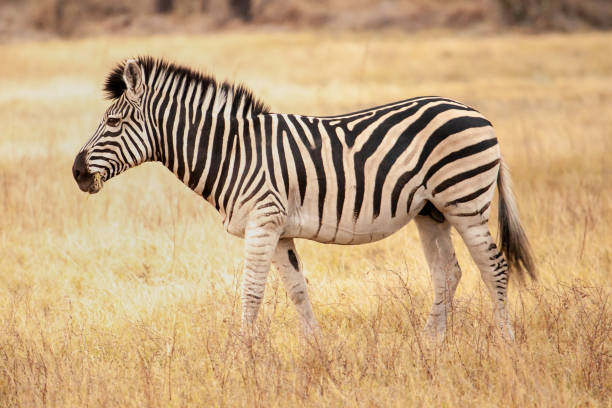 istock wild zebra from Africa walking through the savanna 1314147240