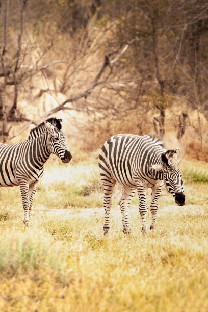 istock wild zebra shaking its fur while another watches 1314147246