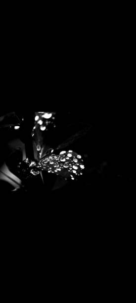 istock Flowers black and white 1314147268