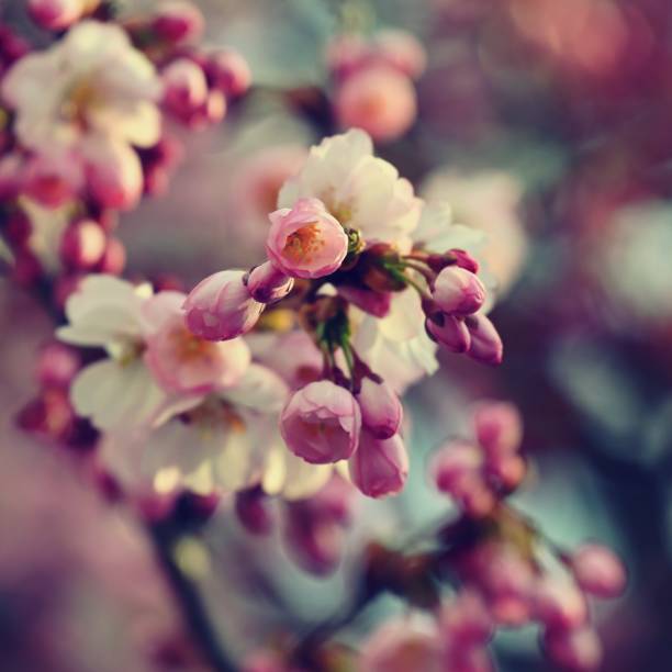 istock Spring blossom background. Beautiful nature scene with blooming tree in springtime. 1314147345