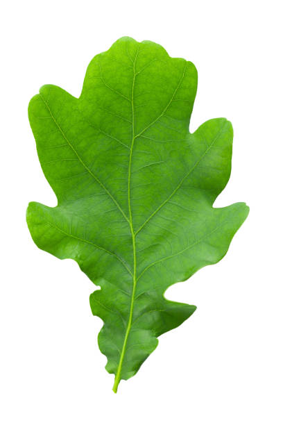 istock Green oak leaf isolated on white background close-up. Detail for design. Design elements. Macro. 1314148014