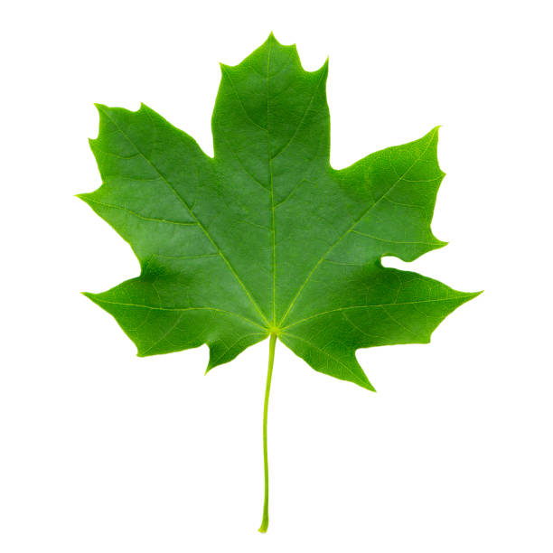 istock Green Sycamore leaf isolated on white background close-up. Detail for design. Design elements. Macro. 1314148026