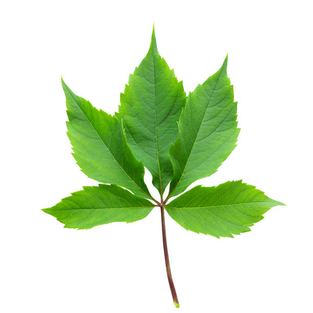 istock Green leaf of wild grapes on a white background. 1314148255