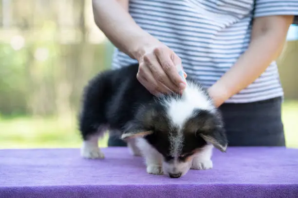 Photo of Close up woman applying tick and flea prevention treatment and medicine to her puppy corgi dog or pet