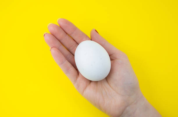 istock White egg in woman hand on the yellow background. Copy space. Minimalism, original and creative photo. Beautiful wallpaper. Easter holidays. 1314148566