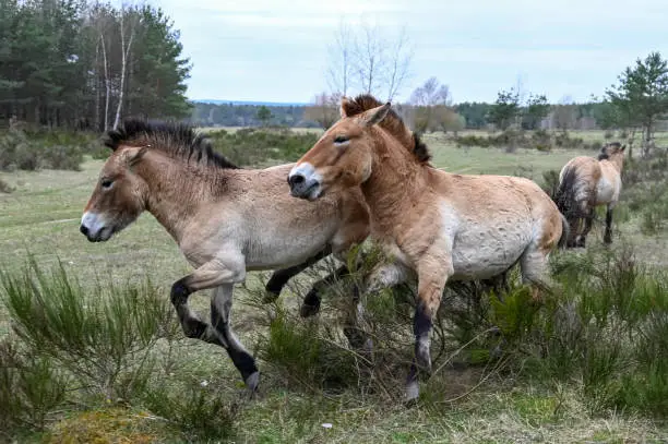 Two wild Przewalski horses near a forest chasing each other
