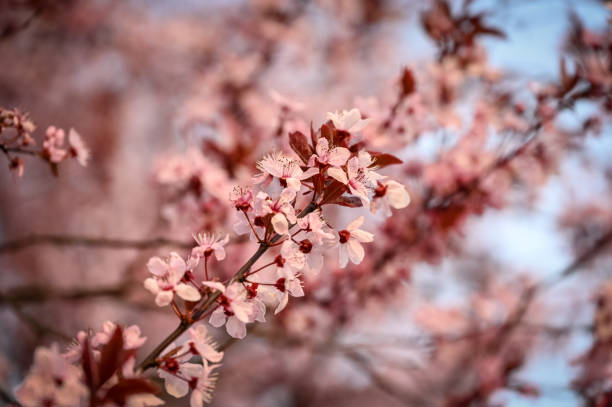 istock Cherry blossoms in spring as a close up 1314149810