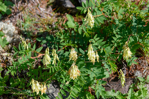 Alpine plants in Mount Kitadake ( Scientific name : Hedysarum vicioides ssp. japonicum var. japonicum ).Mt. Kitadake is known as the second highest mountain in Japan.