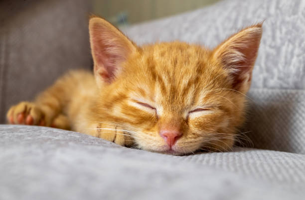 das kleine ingwer-kätzchen ist müde und schläft - katzenjunges fotos stock-fotos und bilder