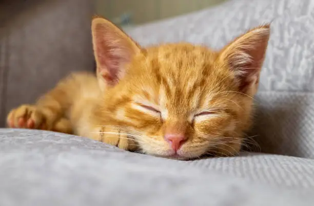 Photo of The little ginger kitten is tired and sleeps