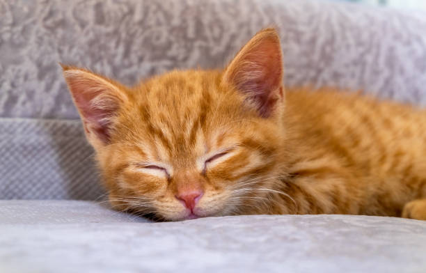 istock The little ginger kitten is tired and sleeps 1314153625