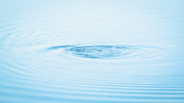 istock Bird diving in the lake water surface creates a water ripples effect. 1314153661