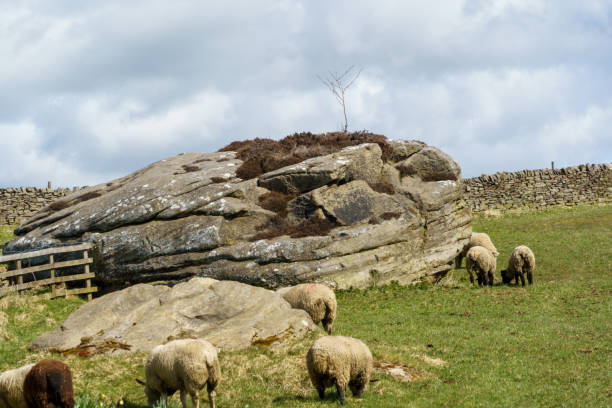 istock Nidderdale Sheep Grazing in a Meadow Next to a Large Boulder. 1314153670
