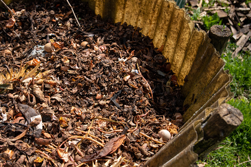Composting pile of rotting kitchen scraps with fruits and vegetable garbage waste turning into organic fertilizer earth as a composite.