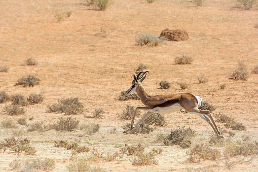 Springbok en kgalagari parque transfronterizo, Sudáfrica photo
