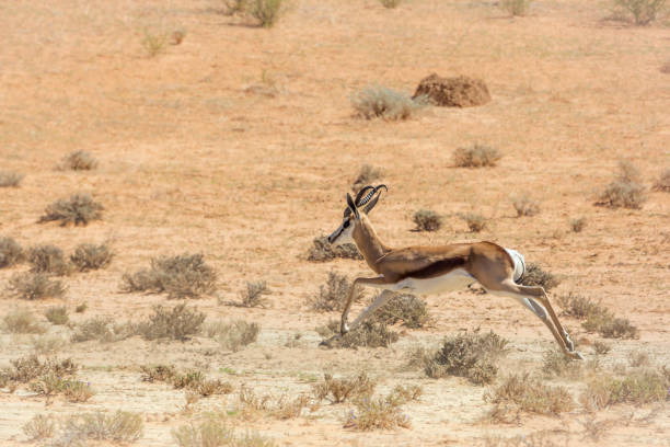 springbok dans le parc transfrontier de kgalagari, afrique du sud - kalahari gemsbok national park photos et images de collection