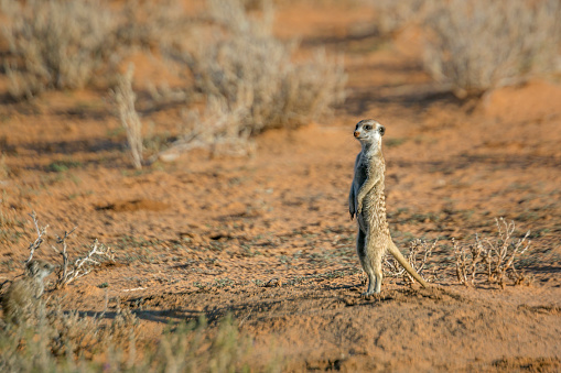 Meerkat standing in alert in Kgalagari transfrontier park, South Africa ; specie Suricata suricatta family of Herpestidae