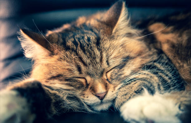 istock Young Siberian cat sleeping on office chair during remote work. 1314157128