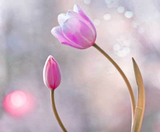 istock Pink tulips on a light blurry background 1314157727
