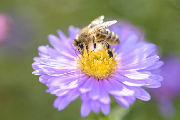 istock Bee - Apis mellifera - pollinates Michaelmas daisy - Aster novi-belgii 1314157756
