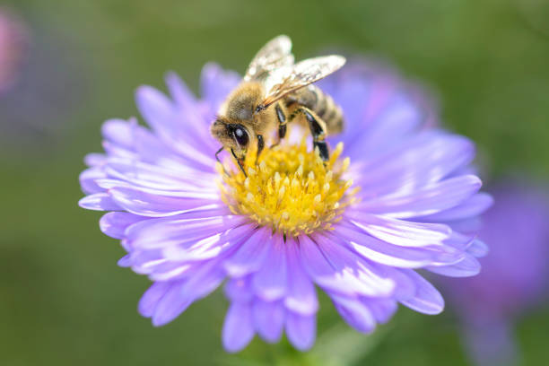 istock Bee - Apis mellifera - pollinates Michaelmas daisy - Aster novi-belgii 1314157759