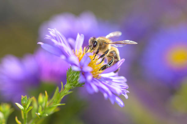 istock Bee - Apis mellifera - pollinates Michaelmas daisy - Aster novi-belgii 1314157760