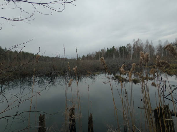 A dead swamp flooded with water in the spring flood